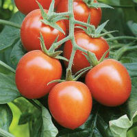 sort tomata cherrilikopa f1