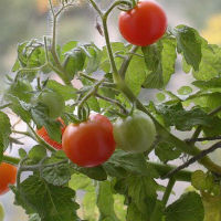 sort tomata chudo grozd f1
