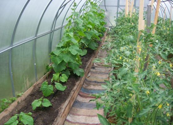 температурный режим при выращивании томата в теплице