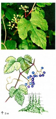 Виноградовник короткоцветоножковый 