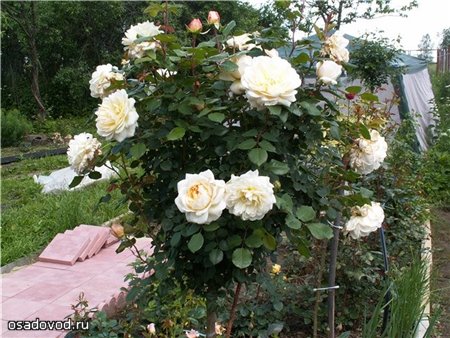 белые штамбовые розы
