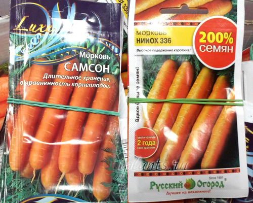  сорта для подсева под зиму моркови