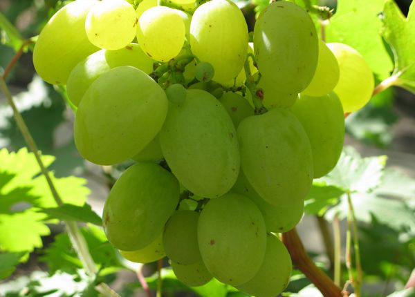 sladkovato prjanyj aromat grozdi vinogradnoj 1