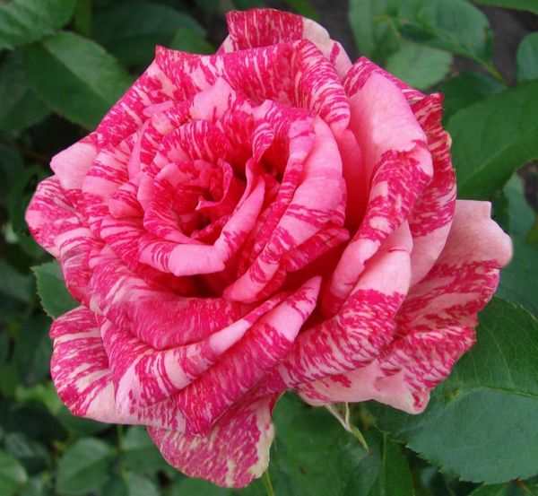 sazhency roz 1