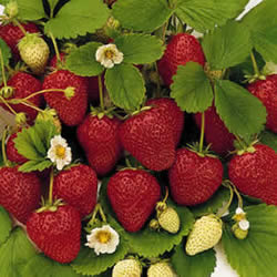 82033978 StrawberriesHoneye 1