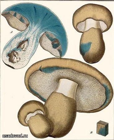 Гиропорус синеющий