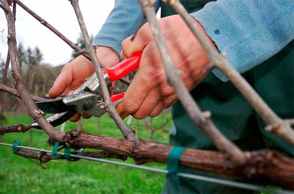 Секатор — садовый инструмент для обрезки винограда
