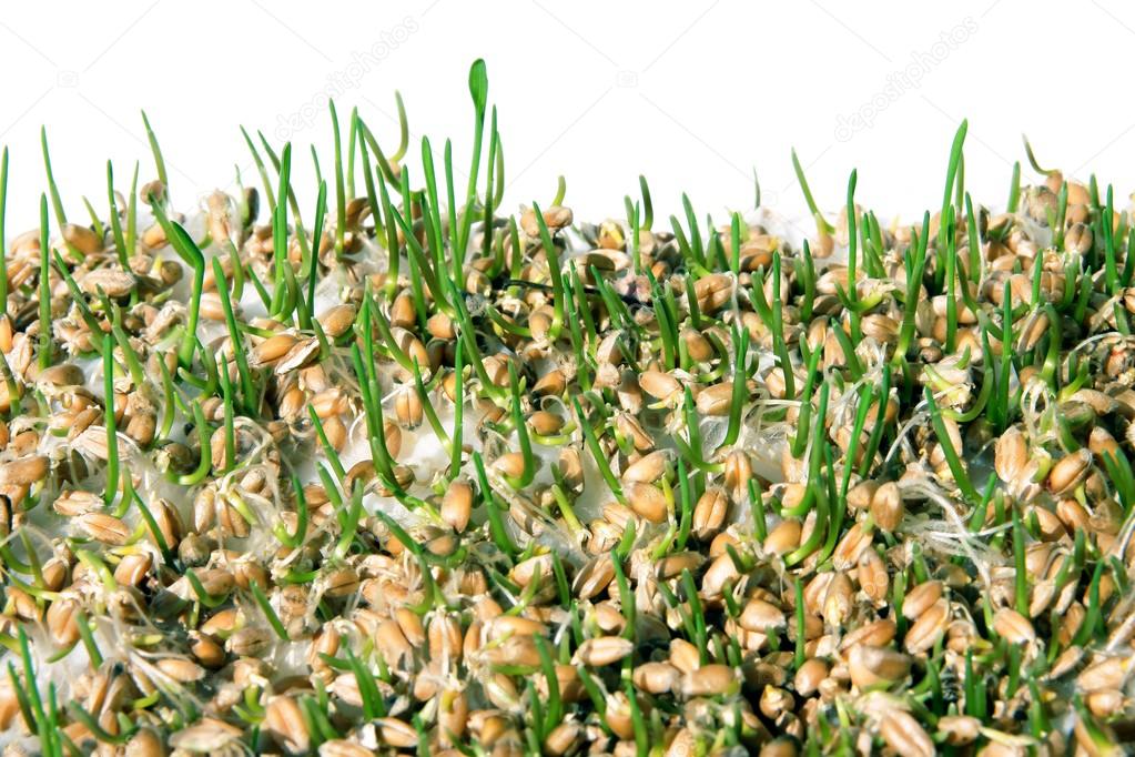 depositphotos 7525791 stock photo germination of wheat seeds