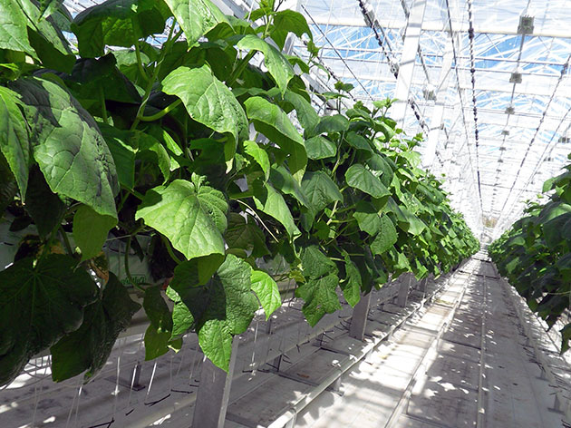 cucumber greenhouse5