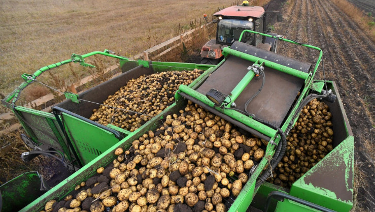 Поставщики картофеля в России