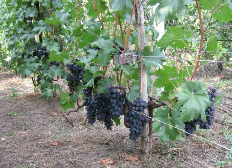 Как правильно ухаживать за виноградом?